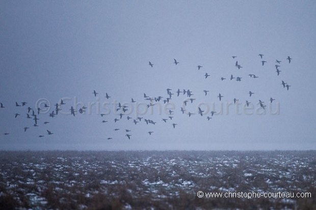 Bernaches cravants l'hiver en Baie du Mont Saint Michel