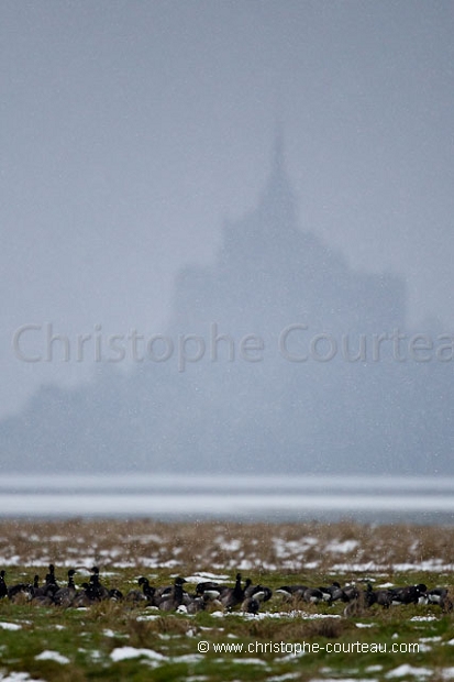 Brent Geese in the Bay of the Mont Saint Michel