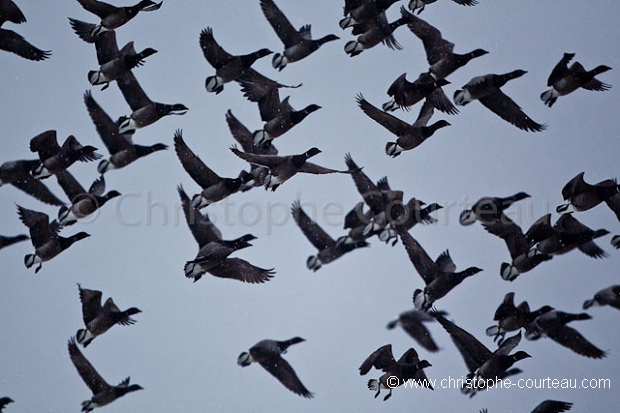 Brent Geese