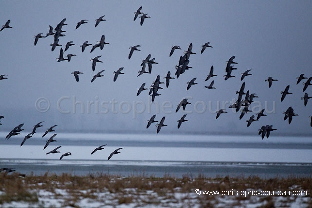 Bernaches cravants l'hiver en Baie du Mont Saint Michel