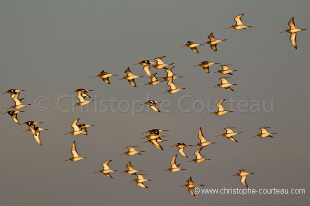 Barges  Queue Rousse -- Bar Tailed Godwits