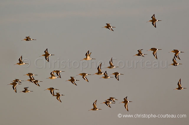 Barges à Queue Rousse -- Bar Tailed Godwits