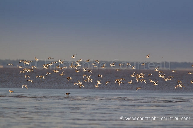 Barges à Queue Rousse -- Bar Tailed Godwits