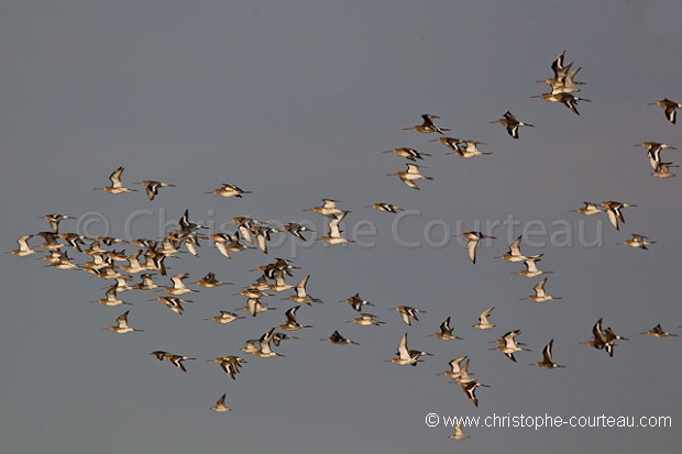 Barges  Queue Rousse -- Bar Tailed Godwits