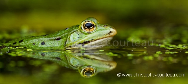 Grenouille verte