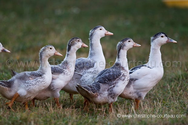 Canards domestiques