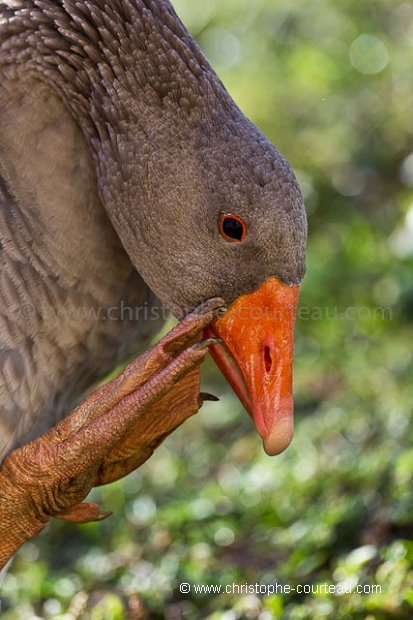 Domestic Ducks