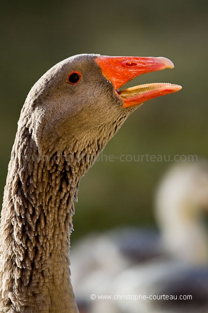 Domestic Goose