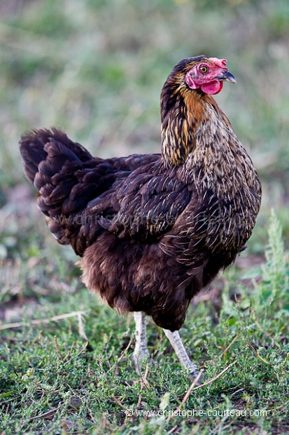 Chicken in a farm