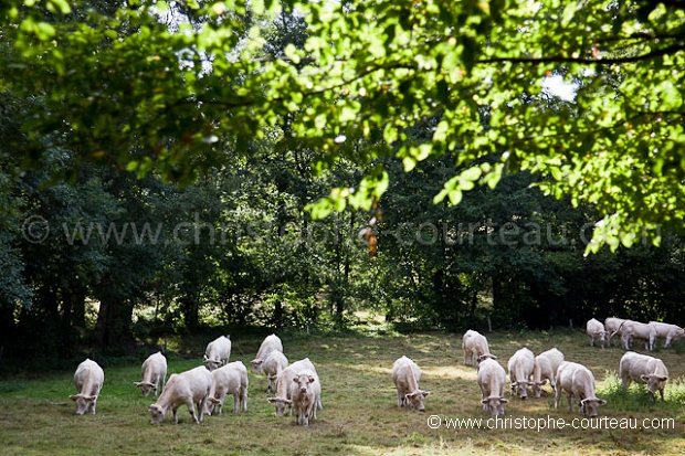 Herd of Cattle in a meadow. Berry. France.