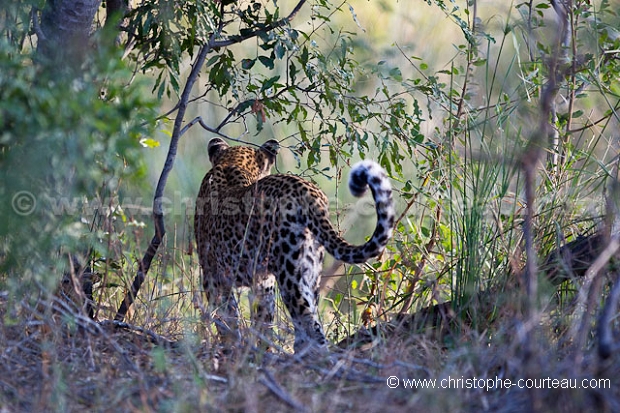 Lopard - Leopard