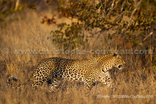 Léopard - Leopard