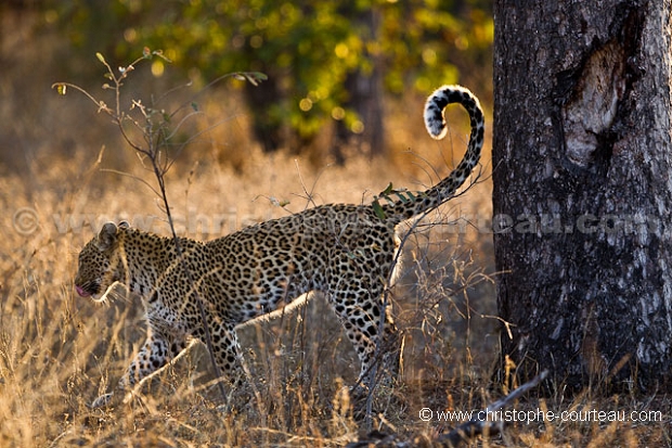 Lopard - Leopard