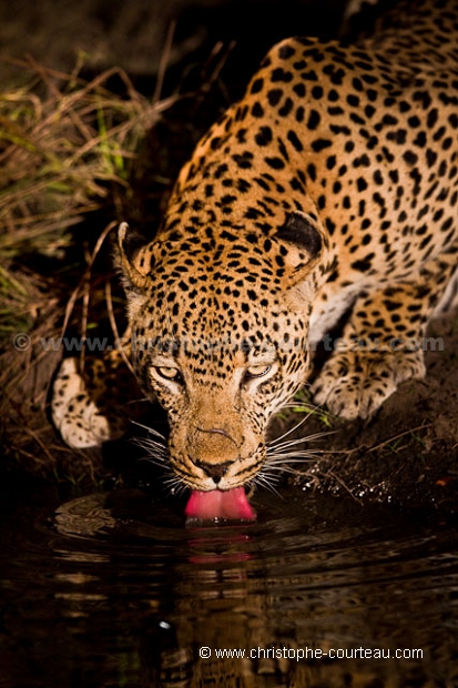 Leopard en train de boire la nuit