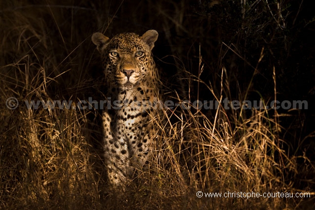 Leopard la nuit