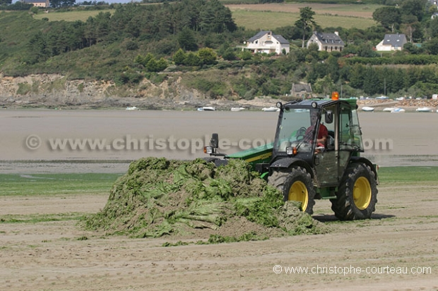 Algues vertes sur une plage de Bretagne.