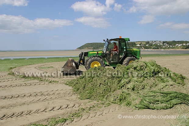 Beach polluted by Green Algae in Brittany.