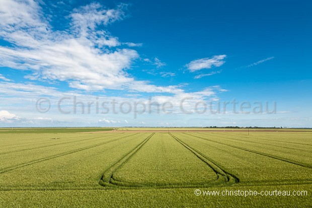 Culture de céréales dans les polders de la Baie de l'Aiguillon.