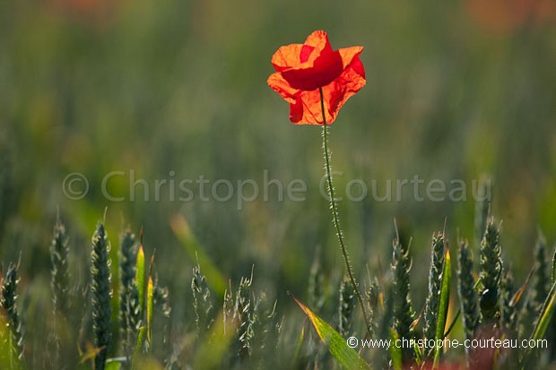 Coquelicots dans un champ de bl