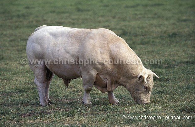 Taureau race Charolaise