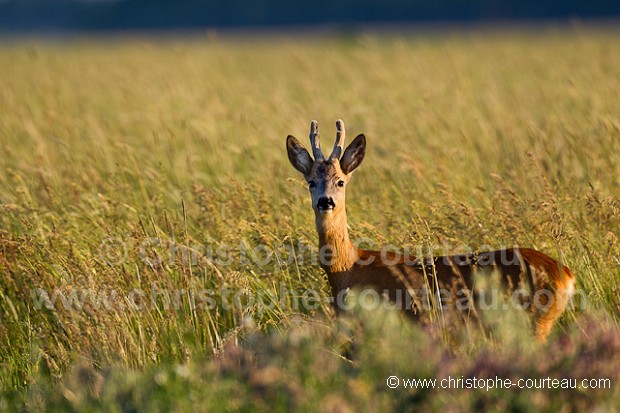 Raw Deer - Male