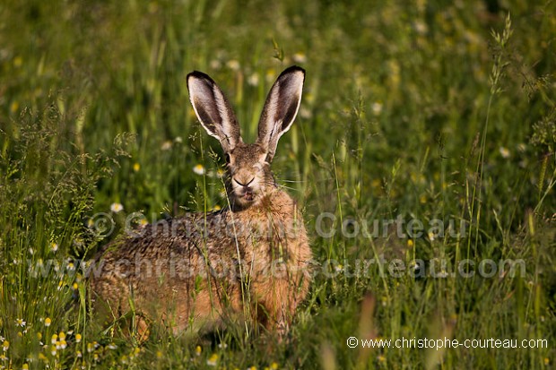 Brown Hare eating grass in a natural meadow
