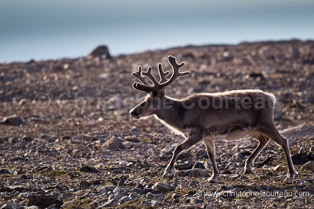 Reindeer