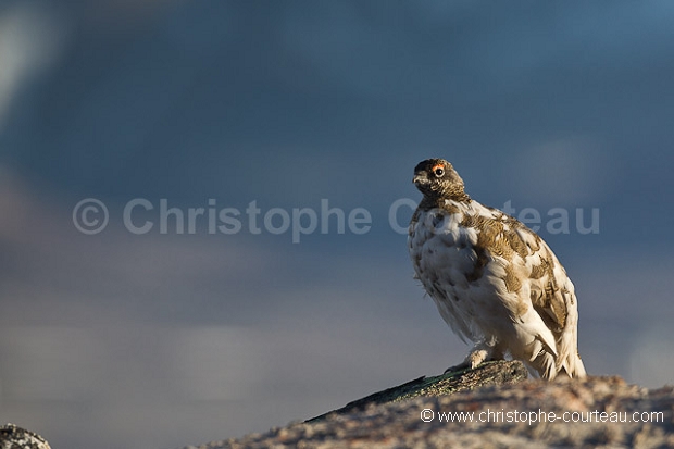 Rock Ptarmigan