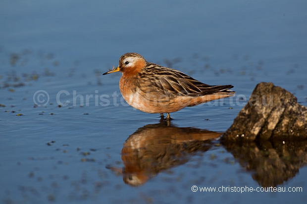 Phalarope  bec large