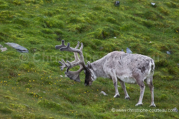 Reindeer