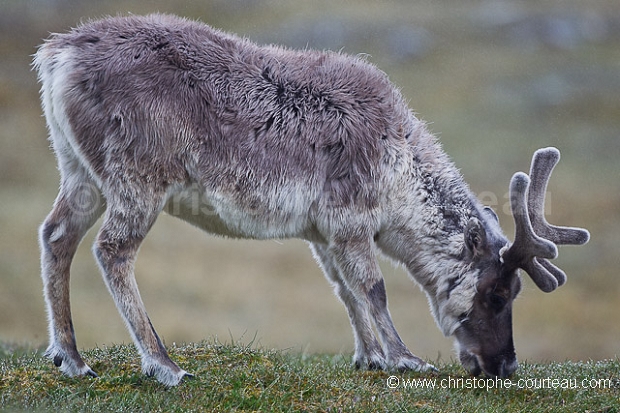 Reindeer