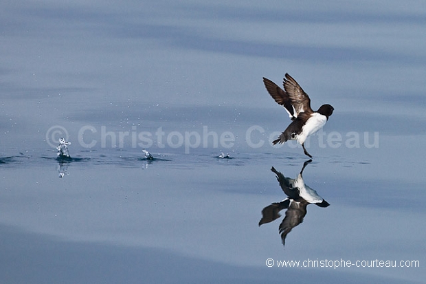 Little Auk