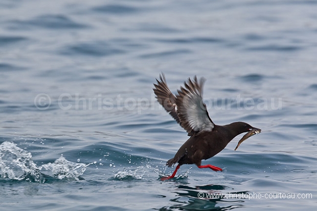 Guillemot  miroir