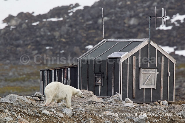 Polar Bear