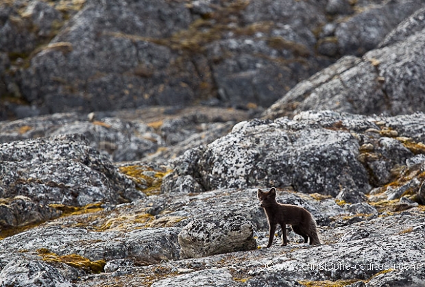 Arctic fox