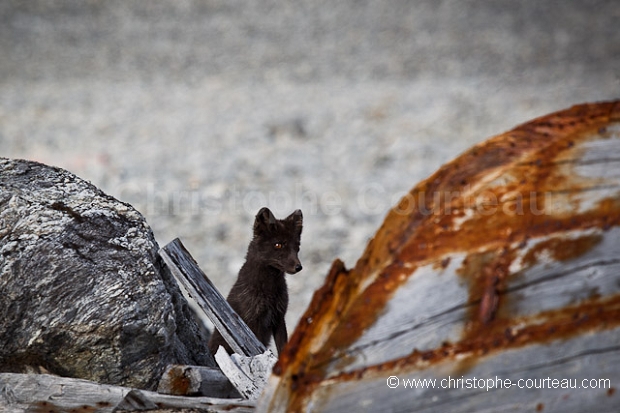 Arctic fox