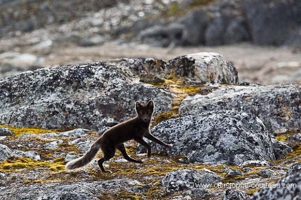 Renard arctique ou polaire