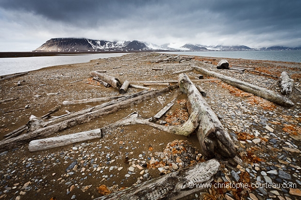 Wood on shore