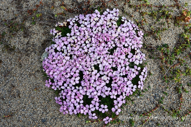 Moss Campion in Spitzbergen