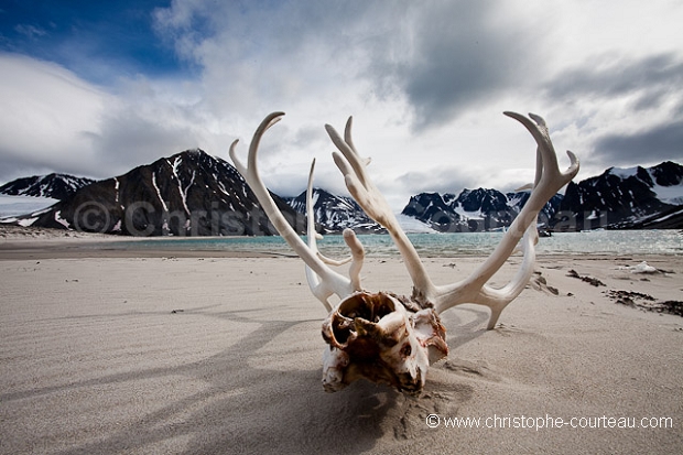 Reindeer's antlers