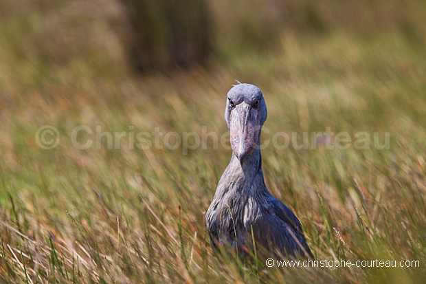 Shoebill