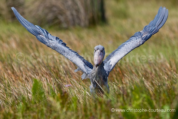 Shoebill