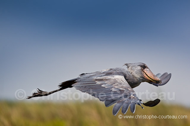 Shoebill