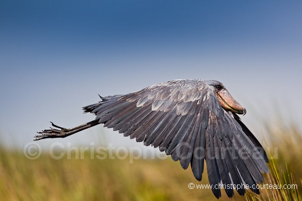 Shoebill