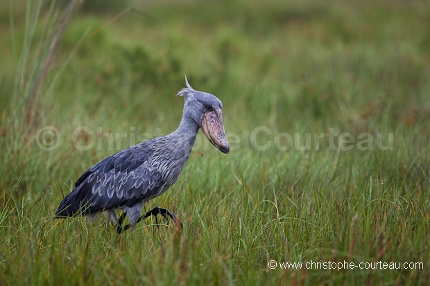 Shoebill