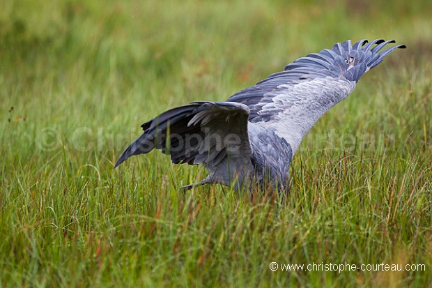 Shoebill