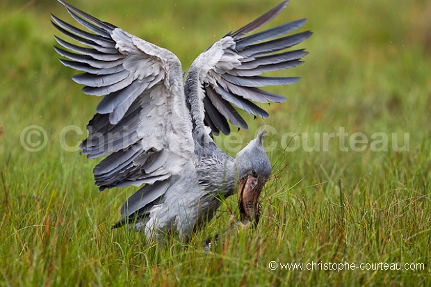 Shoebill