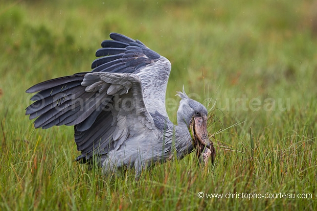 Shoebill