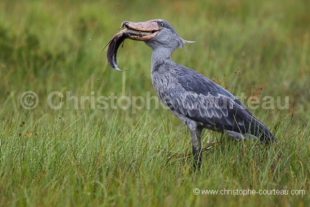 Shoebill