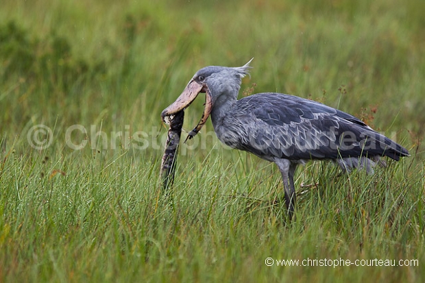 Shoebill